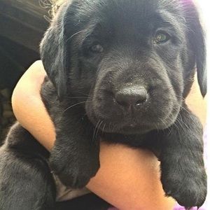 Meet your Posher, Sam